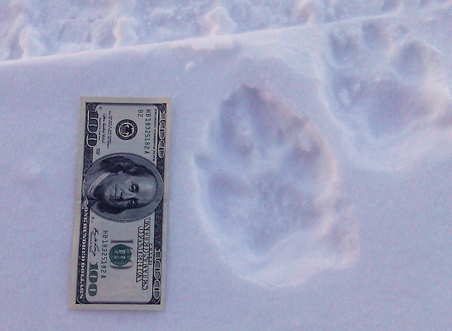 Wolf Track compared to the size of a dollar bill