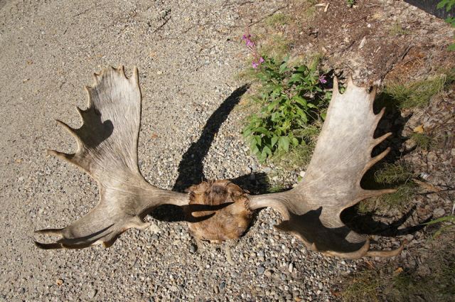 Jack's moose antlers
