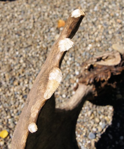 Tips of tines scraped off moose antlers