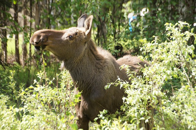 Yearling Moose