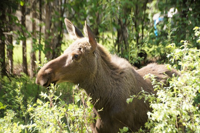Yearling Moose