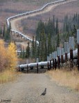Spruce Grouse near the Trans-Alaska Pipeline