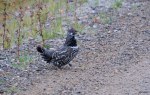Spruce Grouse