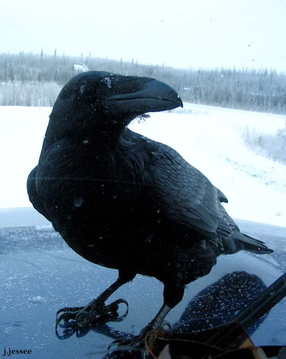 Raven sitting on Jack's truck hood and peering inside the windshield.