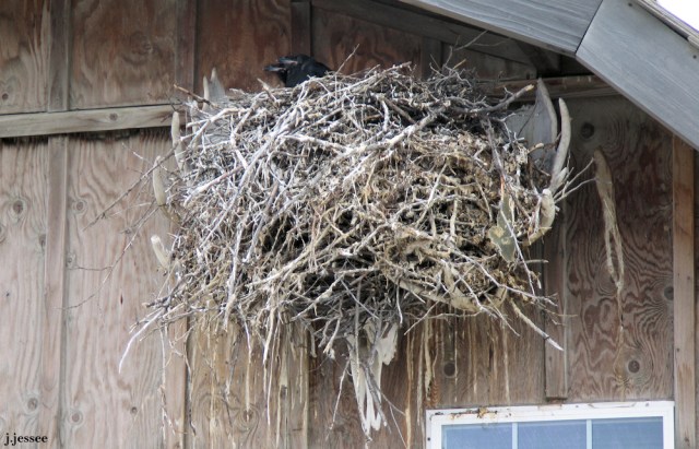Ravens nest in a set of moose antlers